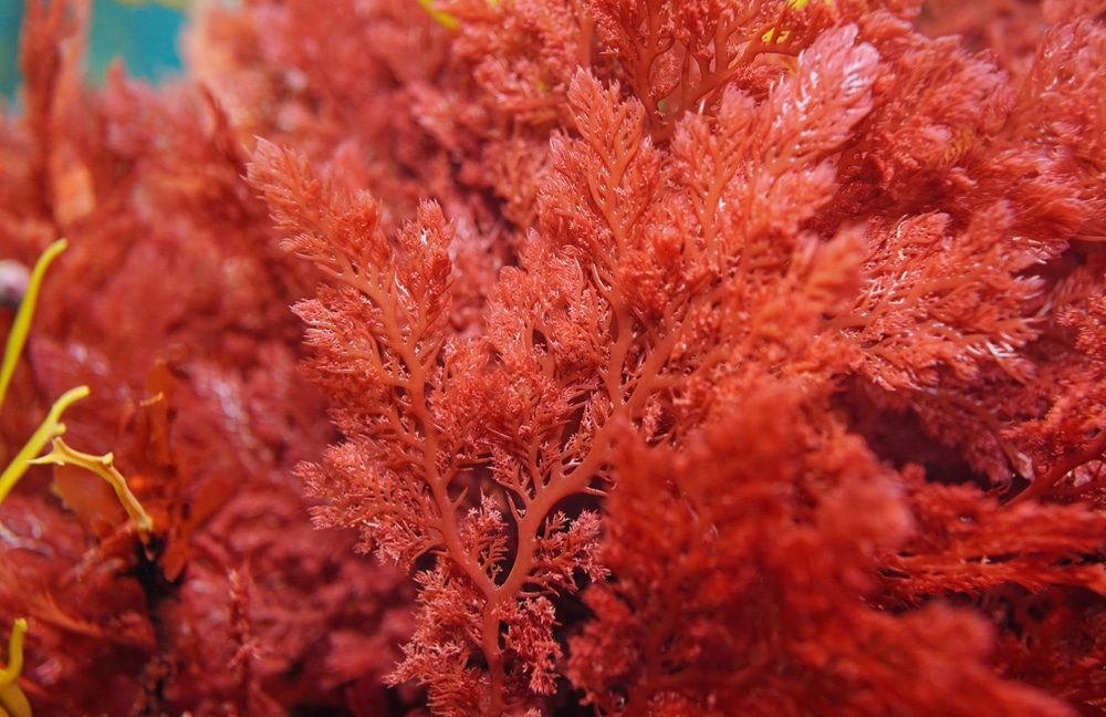 Aquamin mineral-rich extract sourced from red marine algae