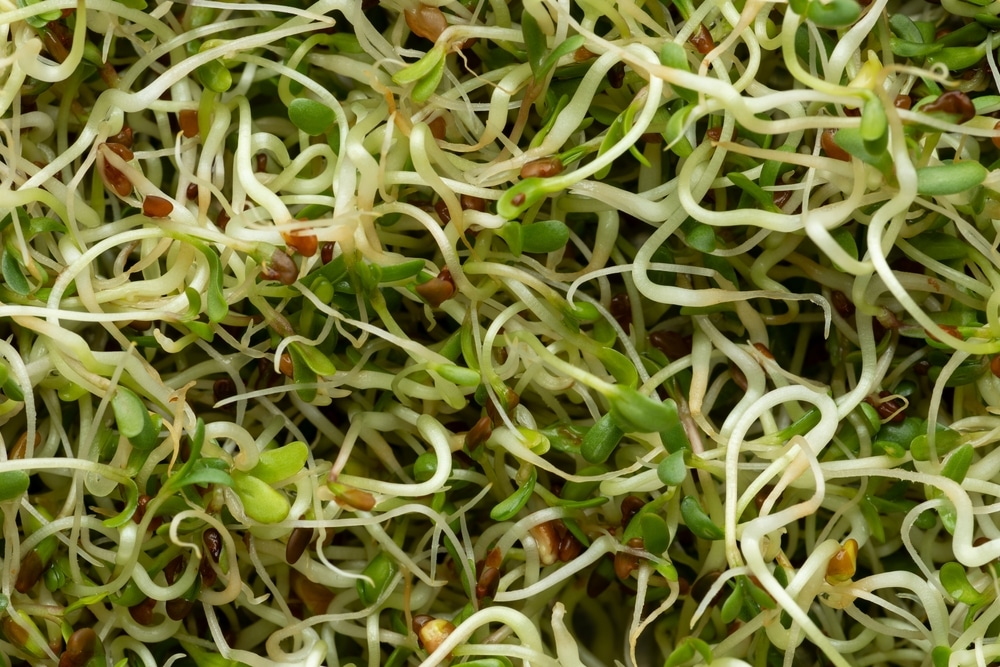 Organic Alfalfa