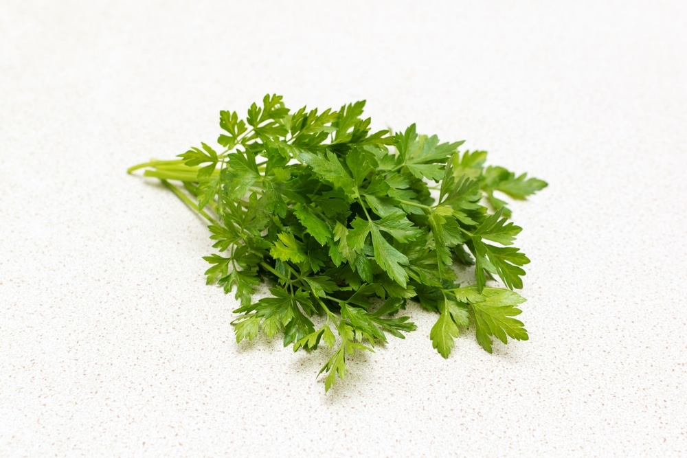 Organic Parsley