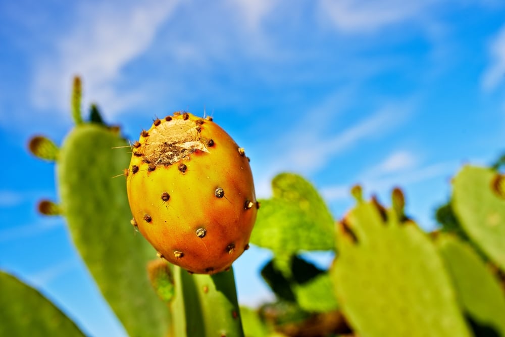 Organic Prickly Pear