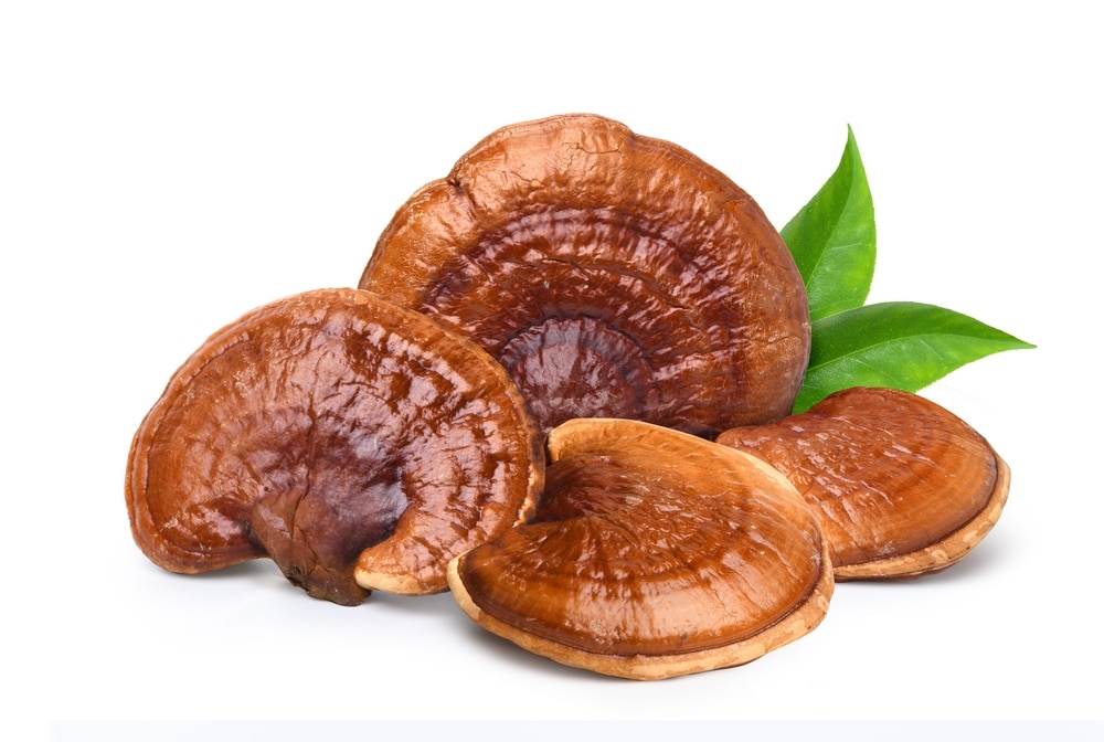 Reishi